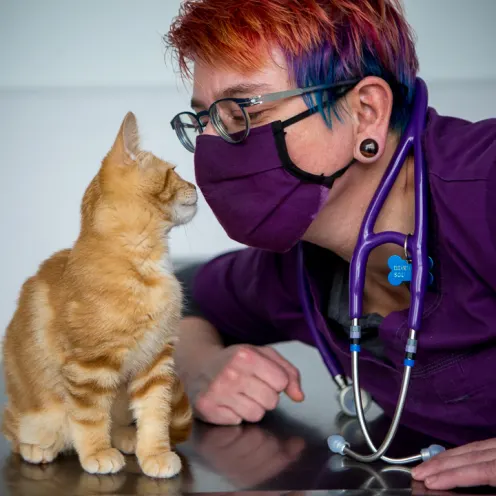 Veterinarian facing orange tabby kitten.